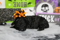 Sydney , a female Poodle - Toy  for sale in Trenton, MO – 8 of 10