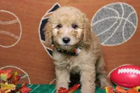 Meatball , a male Goldendoodle for sale in Trenton, MO – 5 of 10