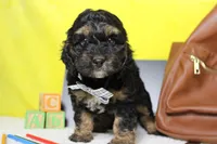 Rocky , a male Cockapoo for sale in Trenton, MO – 4 of 6