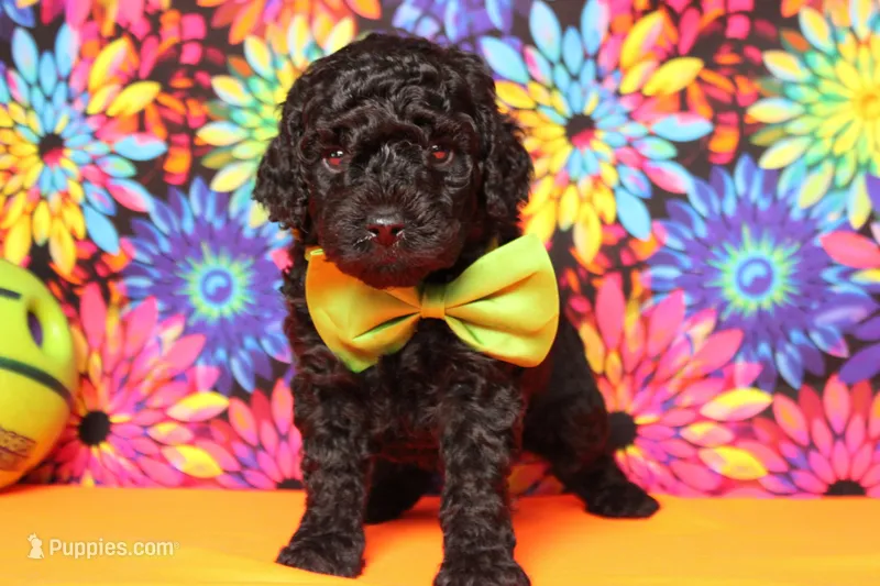 Peppercorn  – Poodle - Toy  puppy for sale in Trenton, MO