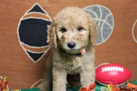 Meatball , a male Goldendoodle for sale in Trenton, MO – 6 of 10