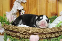 Atlas , a male Siberian Husky for sale in Trenton, MO – 5 of 10