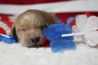 Brioche , a male Golden Retriever for sale in Trenton, MO – 2 of 10