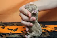 Porthos , a male Havapoo for sale in Trenton, MO – 7 of 7