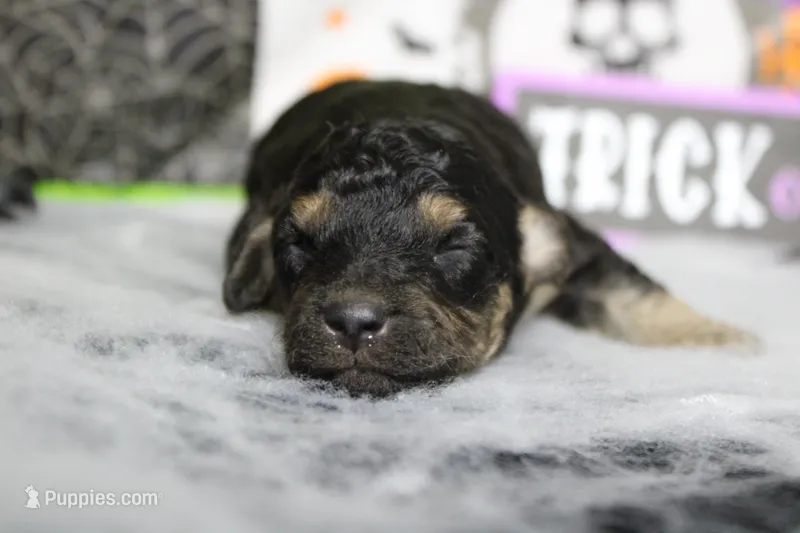 Marco  – Poodle - Toy  puppy for sale in Trenton, MO