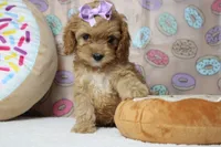 Maddie, a female Cockapoo for sale in Trenton, MO – 2 of 7