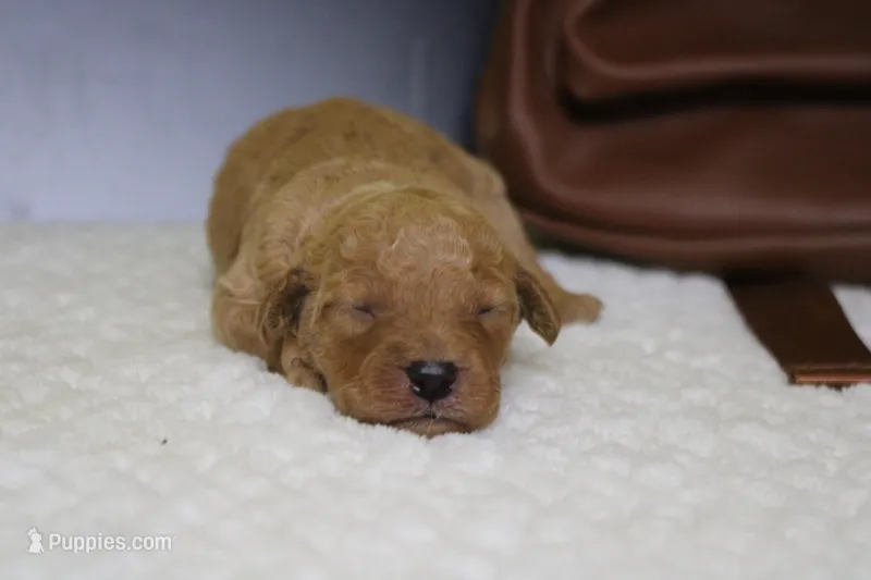 Pesto  – Miniature Goldendoodle puppy for sale in Trenton, MO