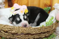 Sasha , a female Siberian Husky for sale in Trenton, MO – 4 of 8