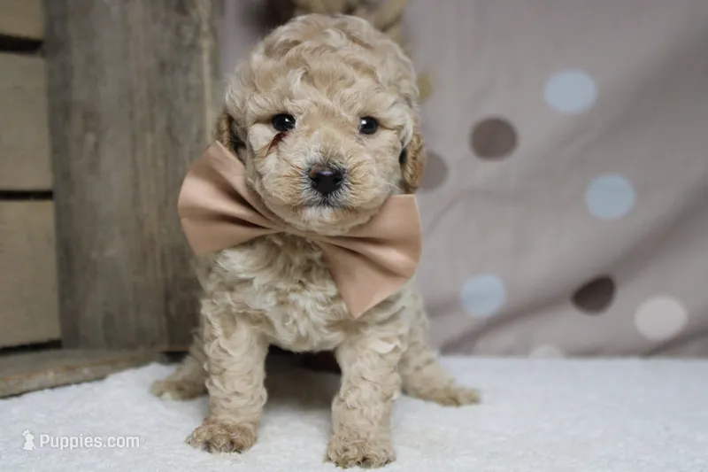 Willie  – Poodle - Toy , Havapoo puppy for sale in Trenton, MO