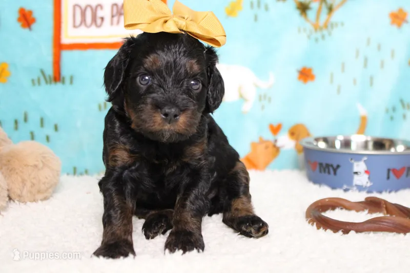 Pandora  – Poodle - Toy  puppy for sale in Trenton, MO