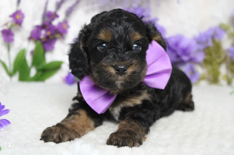 Ripple  – Cockapoo puppy for sale in Trenton, MO