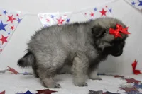Elsa , a female Keeshond for sale in Trenton, MO – 7 of 8