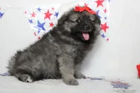 Anna , a female Keeshond for sale in Trenton, MO – 10 of 10