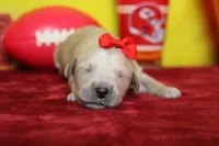 Peach , a female Golden Retriever for sale in Trenton, MO – 3 of 7