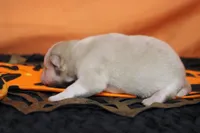 Angel , a female Pomsky for sale in Trenton, MO – 4 of 9