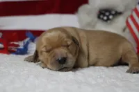 Bagel , a male Golden Retriever for sale in Trenton, MO – 6 of 10