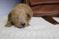 Gnocchi, a male Miniature Goldendoodle for sale in Trenton, MO – 2 of 8