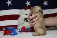 Challah , a male Golden Retriever for sale in Trenton, MO – 8 of 8