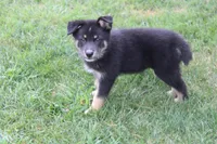 Violet , a male Siberian Husky and Miniature Aussiedoodle for sale in Trenton, MO – 8 of 8