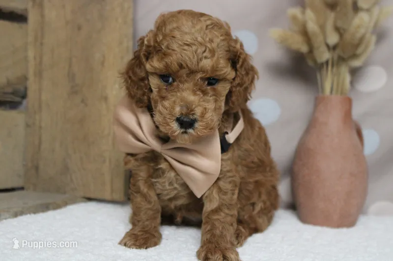 Mandarin  – Poodle - Miniature  puppy for sale in Trenton, MO