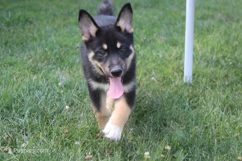 Magnolia  – Siberian Husky, Miniature Aussiedoodle puppy for sale in Trenton, MO