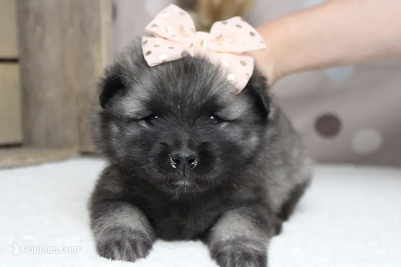 Elsa  – Keeshond puppy for sale in Trenton, MO