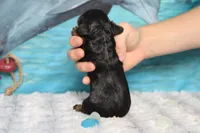 Gelato, a male Cocker Spaniel and Poodle - Toy  for sale in Trenton, MO – 6 of 7