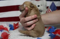 Brioche , a male Golden Retriever for sale in Trenton, MO – 10 of 10