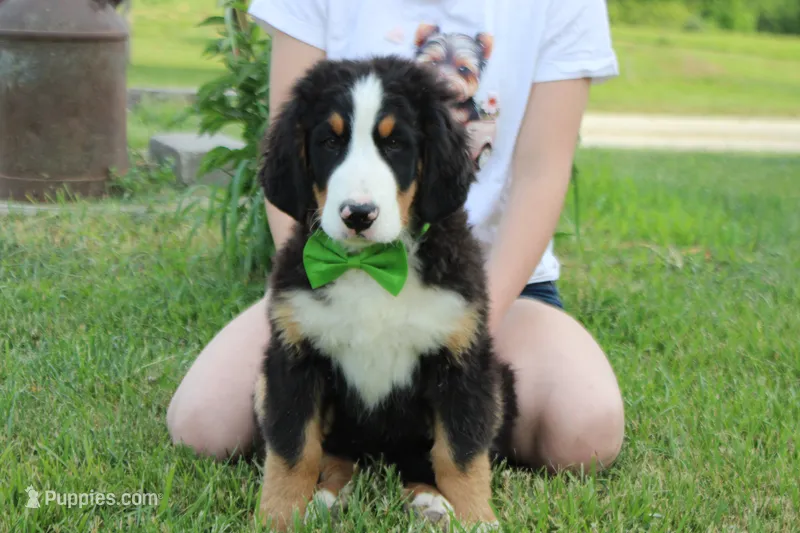 Moose  – Bernese Mountain Dog puppy for sale in Trenton, MO
