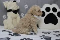 Charlie , a male Poodle - Toy  and Havapoo for sale in Trenton, MO – 6 of 7