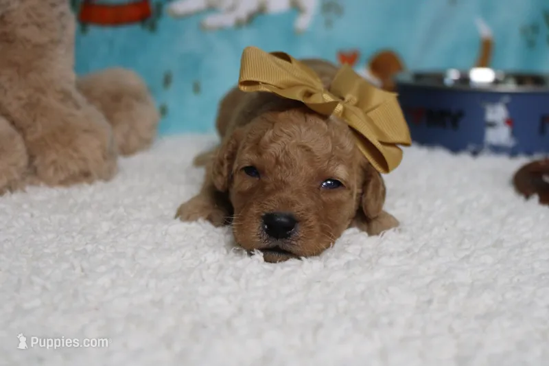 Pesto  – Miniature Goldendoodle puppy for sale in Trenton, MO