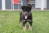 Violet , a male Siberian Husky and Miniature Aussiedoodle for sale in Trenton, MO – 2 of 8