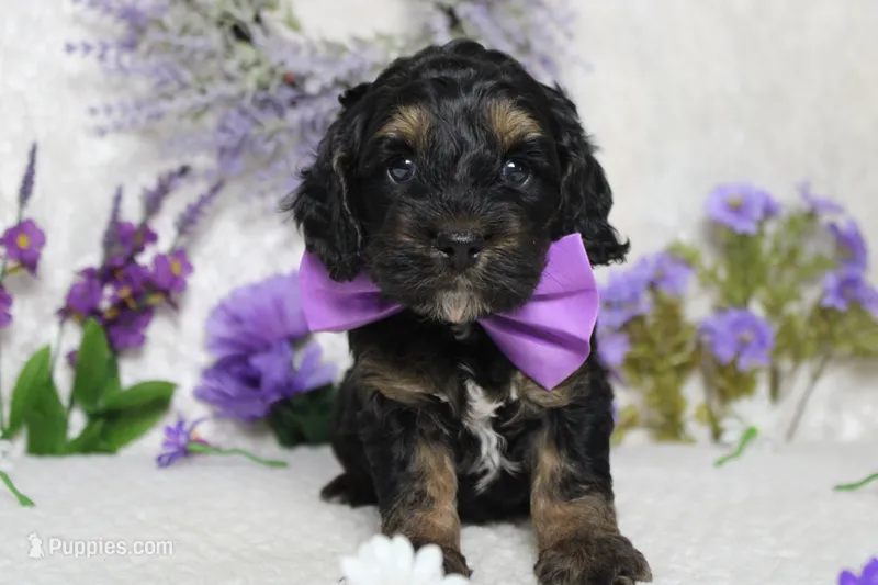 Rocky  – Cockapoo puppy for sale in Trenton, MO