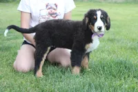 Moose , a male Bernese Mountain Dog for sale in Trenton, MO – 9 of 10