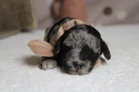 Spot, a male Miniature Aussiedoodle for sale in Trenton, MO – 1 of 10