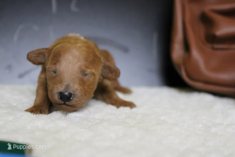Tangerine – Poodle - Miniature  puppy for sale in Trenton, MO