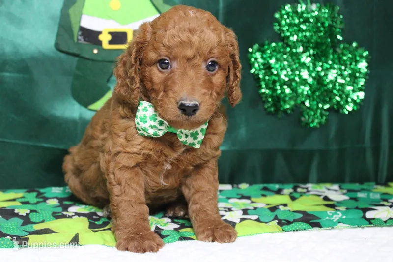 Sprite – Miniature Goldendoodle puppy for sale in Trenton, MO