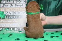 Sprite, a male Miniature Goldendoodle for sale in Trenton, MO – Photo 6 of 7