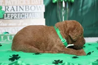 Sprite, a male Miniature Goldendoodle for sale in Trenton, MO – Photo 4 of 7