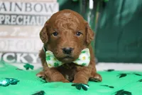 Sprite, a male Miniature Goldendoodle for sale in Trenton, MO – Photo 2 of 7