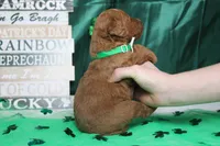 Sprite, a male Miniature Goldendoodle for sale in Trenton, MO – Photo 5 of 7