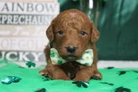 Sprite, a male Miniature Goldendoodle for sale in Trenton, MO – Photo 1 of 7
