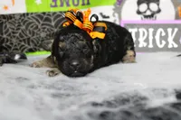 Adeline , a female Poodle - Toy  for sale in Trenton, MO – 3 of 10