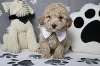 Willie , a male Poodle - Toy  and Havapoo for sale in Trenton, MO – 4 of 10