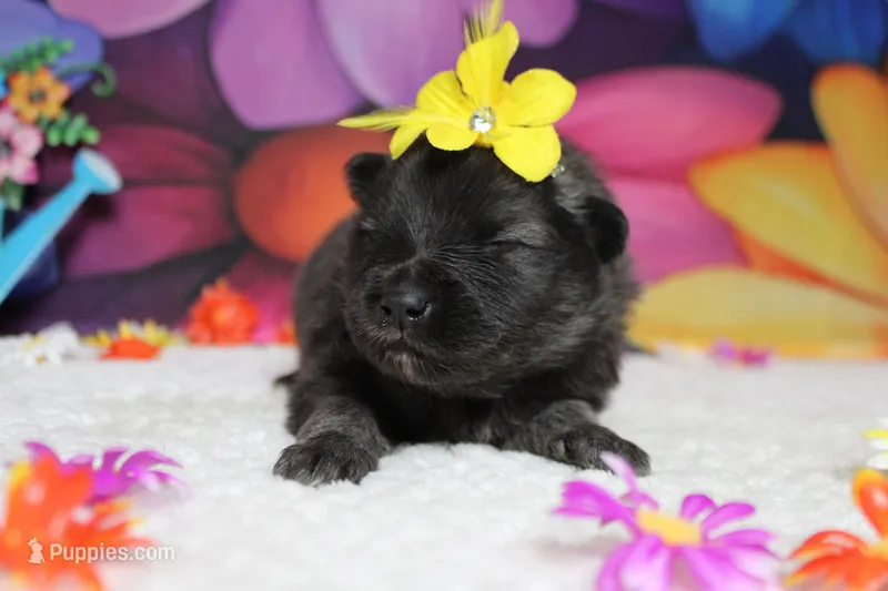 Elsa  – Keeshond puppy for sale in Trenton, MO