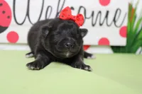 Elsa , a female Keeshond for sale in Trenton, MO – Photo 2 of 6