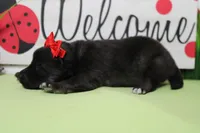 Elsa , a female Keeshond for sale in Trenton, MO – Photo 5 of 6