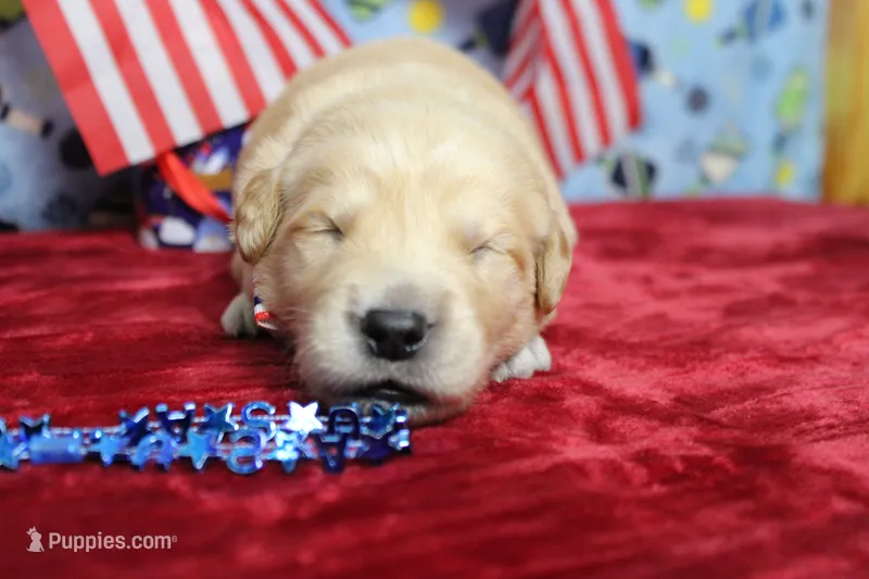 Pumpernickel  – Golden Retriever puppy for sale in Trenton, MO