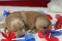 Brioche , a male Golden Retriever for sale in Trenton, MO – 6 of 10