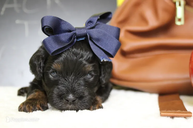 Hazel  – Poodle - Toy  puppy for sale in Trenton, MO